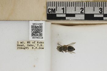 Media type: image;   Entomology 790118 Aspect: Labels